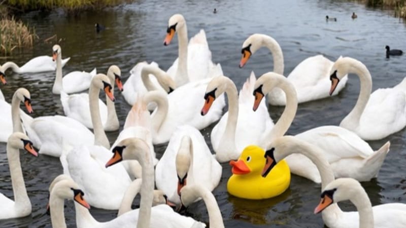 A flock of white swans on water with one yellow rubber duck among them. Illustration for labelling AI content